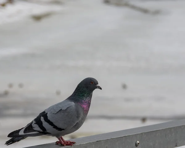 Pigeon Gris Sur Une Rampe Métallique Pont Dessus Lac Oxbow — Photo