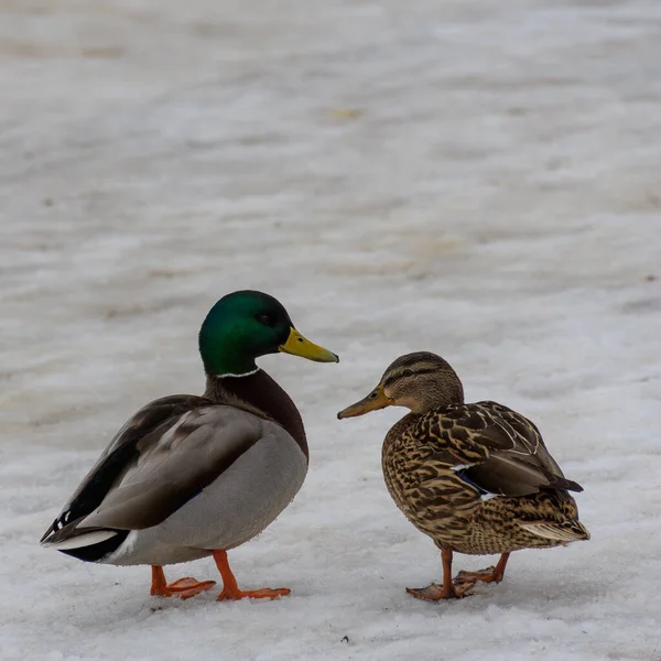 在湿融的雪地上 一对五颜六色的德雷克鸭和一只斑驳的野鸭站在一起 — 图库照片