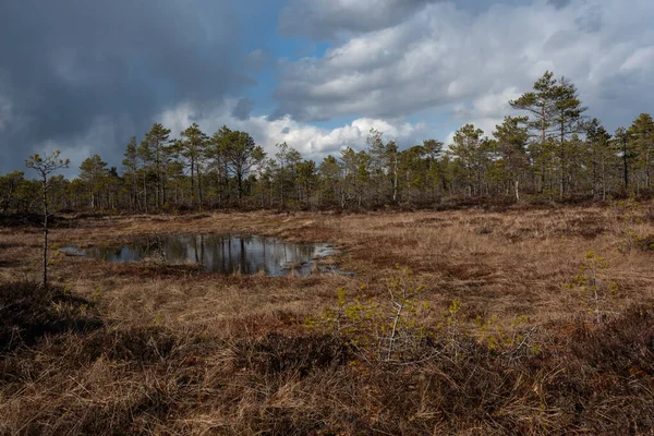 Močál Mossy Borovém Lese Jarním Tání Sněhu Slunečný Den Modrá — Stock fotografie