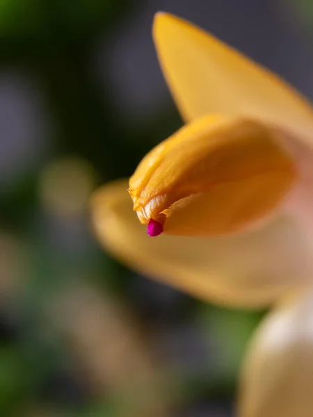 Żółty Kwiat Schlumbergera Zbliżenie Sztuczne Oświetlenie — Zdjęcie stockowe