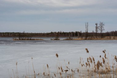 Ağaçlı ve sarı kamışlı adalar eriyen buzla kaplı bir orman gölünde.