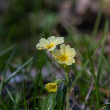 Güneşli bir bahar gününde, yeşil çimenlerin üzerinde vahşi sarı çuha çiçeği..