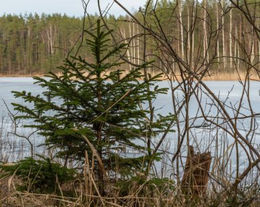 Eski çimenlerin ve vahşi çalıların arasında eriyen buzla kaplı bir orman gölünün arka planında küçük bir Noel ağacı. Güneşli bir bahar akşamı.
