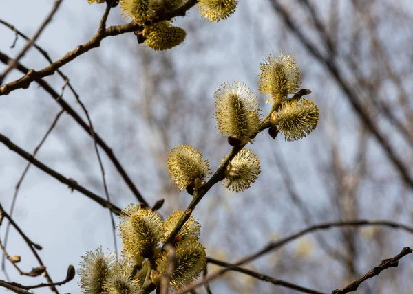 Primo Piano Ramoscello Salice Fiore Contro Cielo Rami Alberi Forestali — Foto Stock