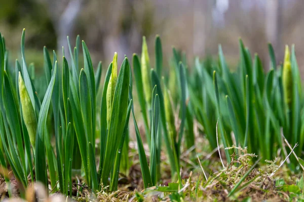 Close Narciso Brotos Com Folhas Verdes Brotos Emergentes Luz Solar — Fotografia de Stock