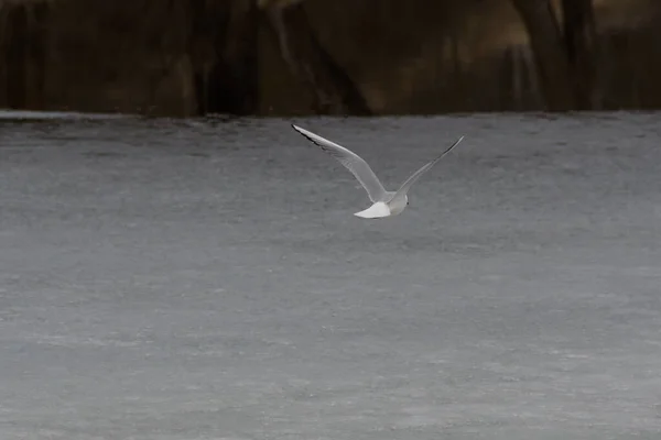 Eine Fliegende Möwe Über Einer Weiß Grauen Flachen Riesigen Flusseisscholle — Stockfoto