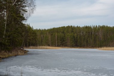 A forest lake covered with melting ice, surrounded by a pine forest and reeds under a cloudy sky. Cloudy spring evening.