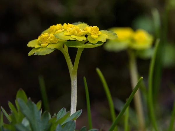 Close Flowering Yellow Green Chrysosplenium Alternifolium Sunny Spring Day — Zdjęcie stockowe