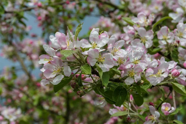 Abundantly Flowering Branch Apple Tree Close Blurred Background Upper Branches — ストック写真