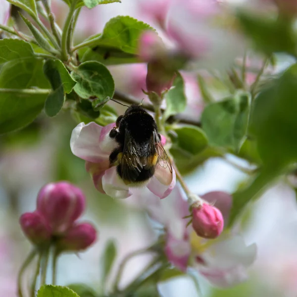 Bir yaban arısının yakın çekimi, kürklü pençeleriyle beyaz ve pembe bir elma çiçeğine inatla tutunuyor. Güneşli bahar günü.