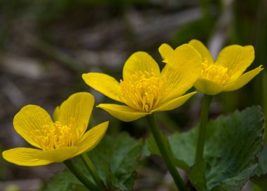 Bahar günü doğal ortamda Marsh Marigold 'un sarı çiçekleri..