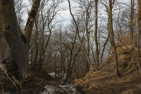 Pequeno Riacho Uma Futura Cachoeira Numa Floresta Decídua Primavera Numa — Fotografia de Stock