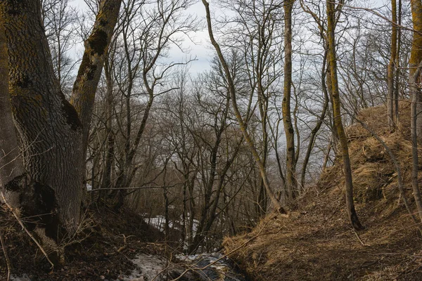 Small Stream Future Waterfall Spring Deciduous Forest Steep Coast Baltic — 스톡 사진