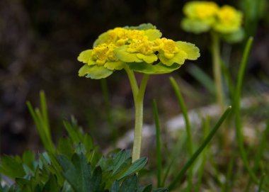 Küçük sarı-yeşil infloresans chrysosplenium alternifolium doğal çevrede yakın çekim, güneşli bahar günü.
