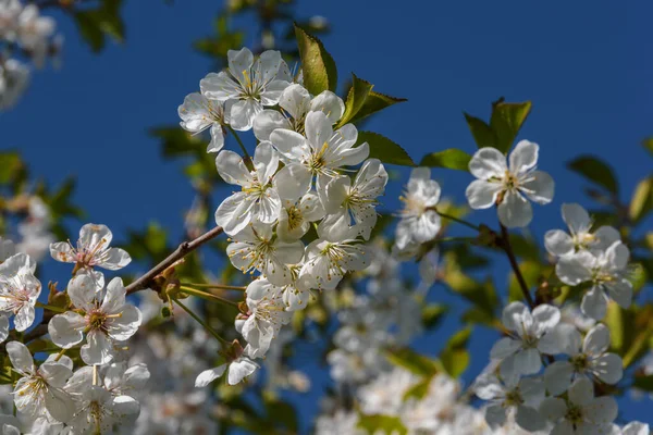 上の枝や青空を背景に 小枝に白と柔らかい桜の花のクローズアップ 晴れた春の夜 — ストック写真