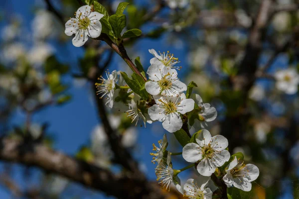 Švestkové Květy Mladé Listy Větvičce Zblízka Pozadí Horních Větví Modré — Stock fotografie