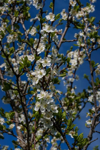 青空の下で上部の枝を背景に白い花を咲かせます 晴れた春の夜 — ストック写真