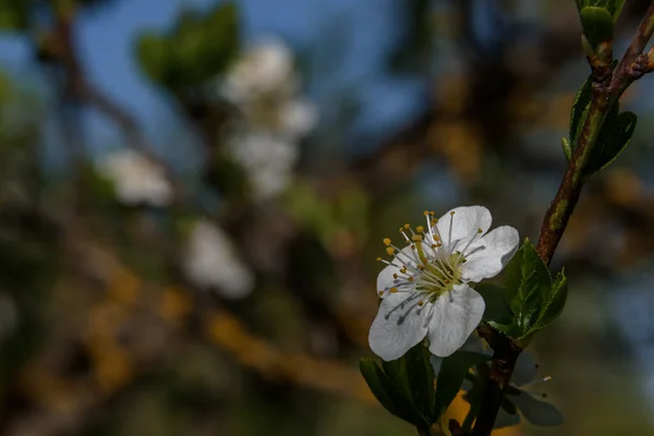 晴れた夜に庭のぼやけた背景に小枝に白い梅の花のクローズアップ — ストック写真