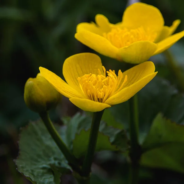 Närbild Gul Kärr Ringblomma Vårdag Sin Naturliga Miljö — Stockfoto