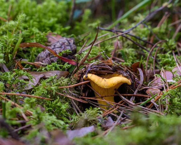 Chanterelle Strong Yellow Cap Lifts Green Moss Forest Soil Summer — Photo