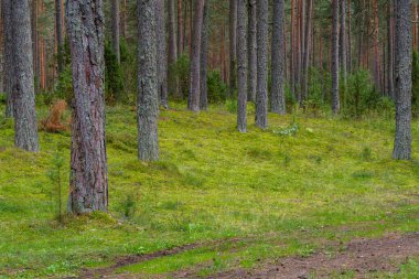 Bir yaz gününün sonunda çam ormanı, yüksek ağaçların arasında, sık ve parlak yeşil yosunların arasında, eski iğne ve konilerle benekli küçük bir toprak yol geçer..
