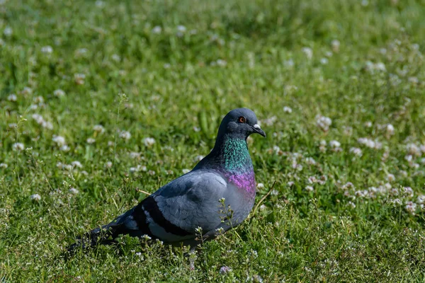 Close-up of a gray-blue dove on a green lawn in the direct sunlight of a summer evening.