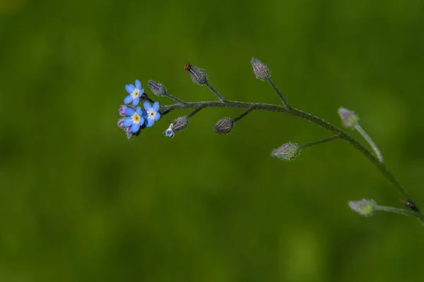 Close Forget Twig Blue Flowers Blurred Green Lawn Background Sunny — Zdjęcie stockowe