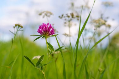 Kırmızı yonca, yakın plan, yumuşak ve esnek doğal ortamında, çimlerin ve kır çiçeklerinin arasında bir orman çimenliğinde güneşli bir yaz akşamında.