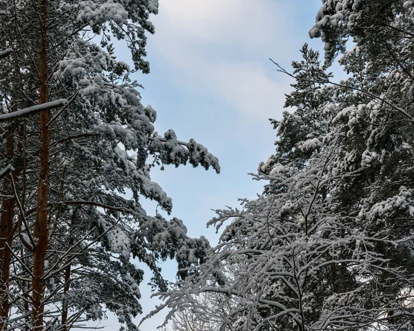 Winter Snowy Christmas Forest Sprawling Pine Branches Shrouded Fluffy Clean — Foto de Stock