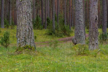Uzun, hatta ağaç gövdeleri ve ardıç çalıları arasında uzanan bir çam ormanında yeşil yosun boyunca uzanan küçük bir yol vardır..