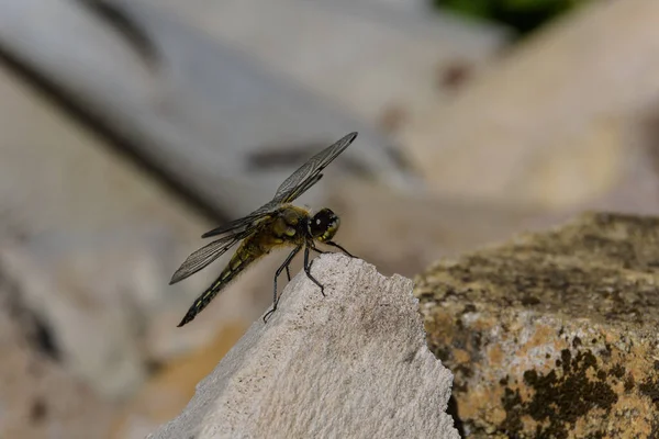 Large Beautiful Yellowish Dragonfly Basks Sun Large Light Stones — Stock Photo, Image