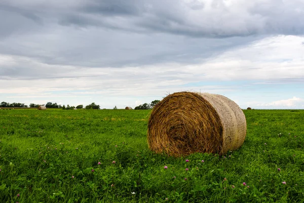 Big round bale of packed hay on farmland with beautiful juicy green grass and red clover, ready to be re-mowing again.
