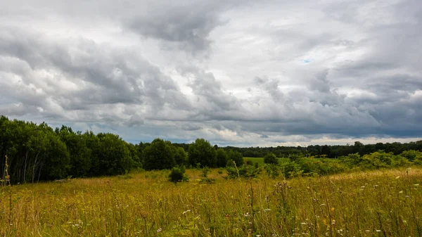 Forest lawn with wild flowers and herbs at hilly area under a cloudy sky.