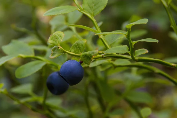 Juicy Blueberry Twig Leaves Close Natural Forest Environment Sunny Summer —  Fotos de Stock