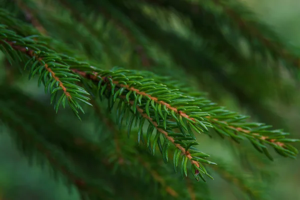 Spruce Twig Needles Close Natural Forest Environment Summer Evening — ストック写真