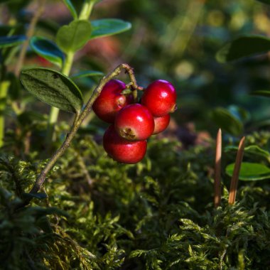 A bunch of ripe red lingonberries close-up, on a twig of a bush in green forest moss, summer sunny evening.