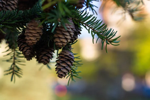Close Blue Spruce Cone Twig Shade Blurry Background Urban Environment — Stock Photo, Image