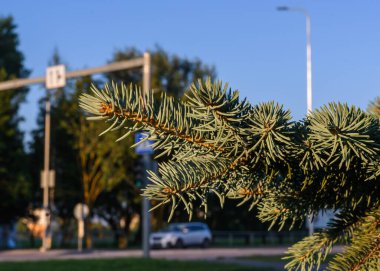 Trafikli bir şehir yolunun arka planına yakın bir mavi ladin dalı. Doğrudan akşam güneş ışığı.