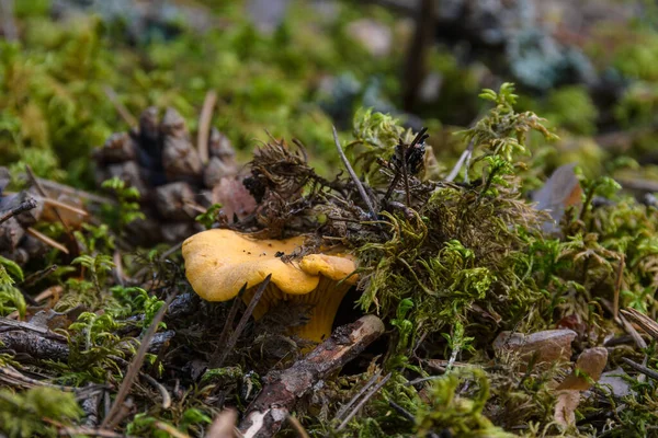 Cogumelo Chanterelle Comestível Close Ambiente Natural Musgo Verde Floresta Uma — Fotografia de Stock