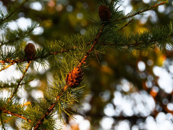 天然の夕方の日差しの中で柔らかい緑の針を持つ枝に茶色のカラマツコーン クローズアップ — ストック写真