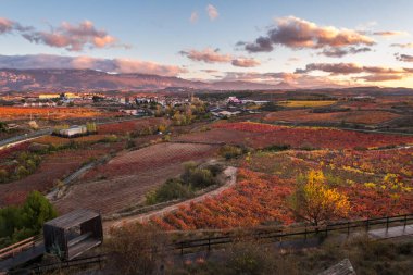 La Rioja, İspanya 'nın üzüm bağlarındaki sonbahar manzarası