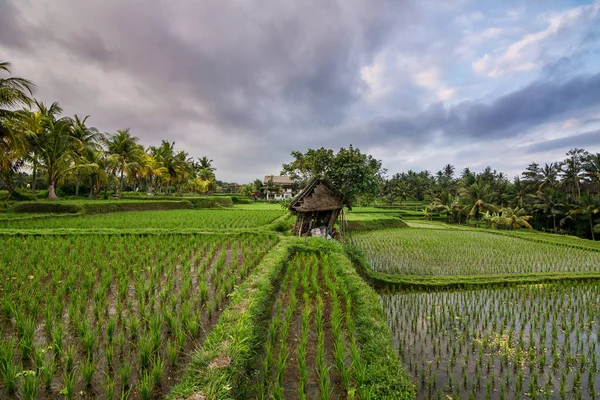 Views Tegallalang Rice Field Indonesia — Stock Photo, Image