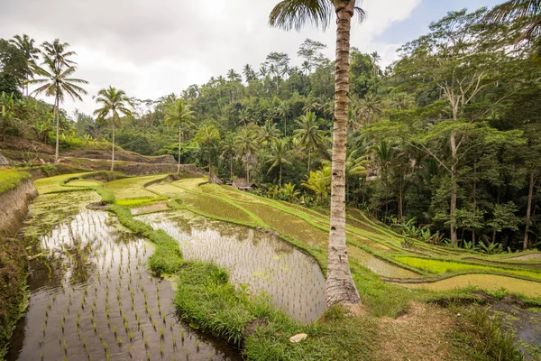 Blick Auf Das Reisfeld Tegallalang Indonesien — Stockfoto