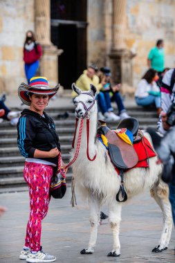 bogota, colombia. 5th august, 2022: unidentified people are showing alpacas in bolivar square for taking photos for business