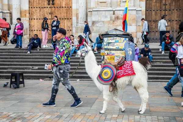 Bogota Colombia 5Th August 2022 Unidentified People Showing Alpacas Bolivar — Stockfoto