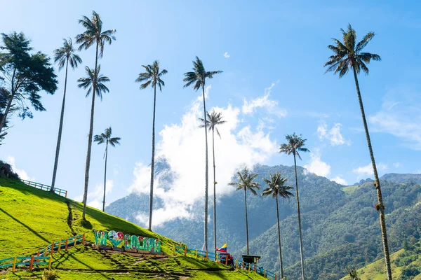 Views Cocora Valley Its Tall Palm Trees — 스톡 사진