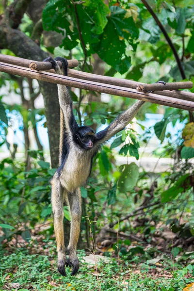 정글에 원숭이의 아름다운 — 스톡 사진
