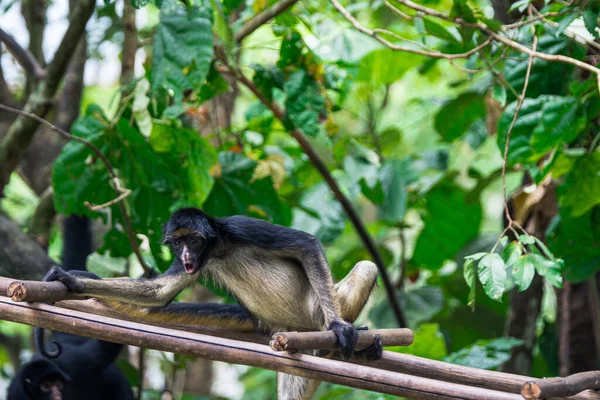 Belo Retrato Macaco Selva Peruana — Fotografia de Stock