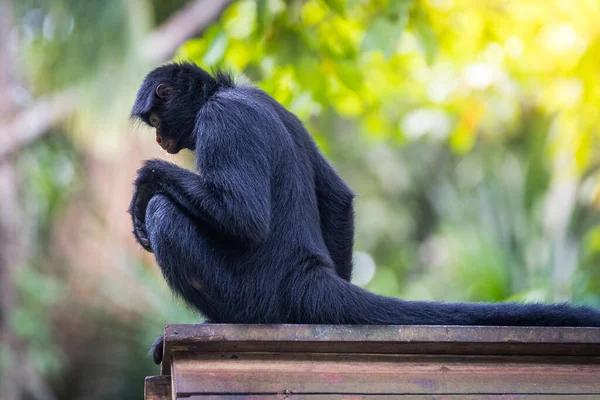 beautiful portrait of monkey at peruvian jungle