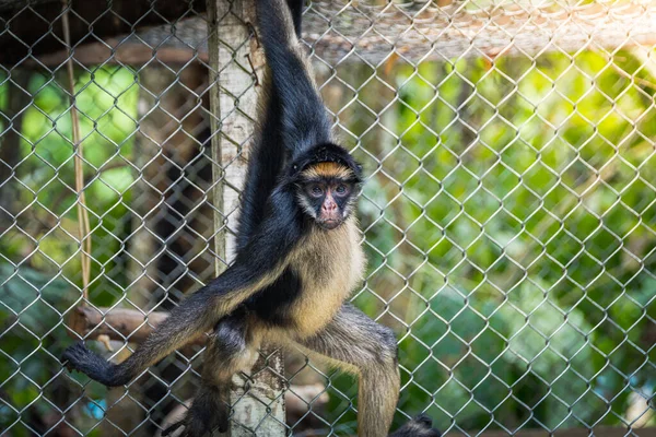 beautiful portrait of monkey at peruvian jungle